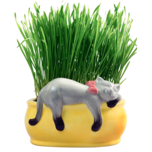Snoozing Kitty Chia Cat Grass Planter